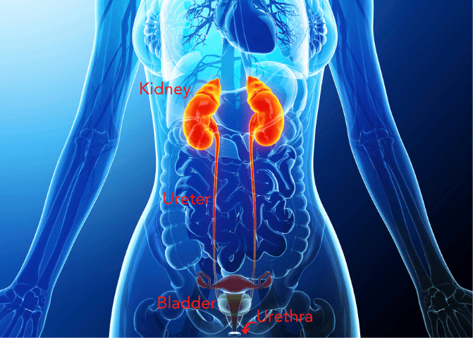 Urinary tract